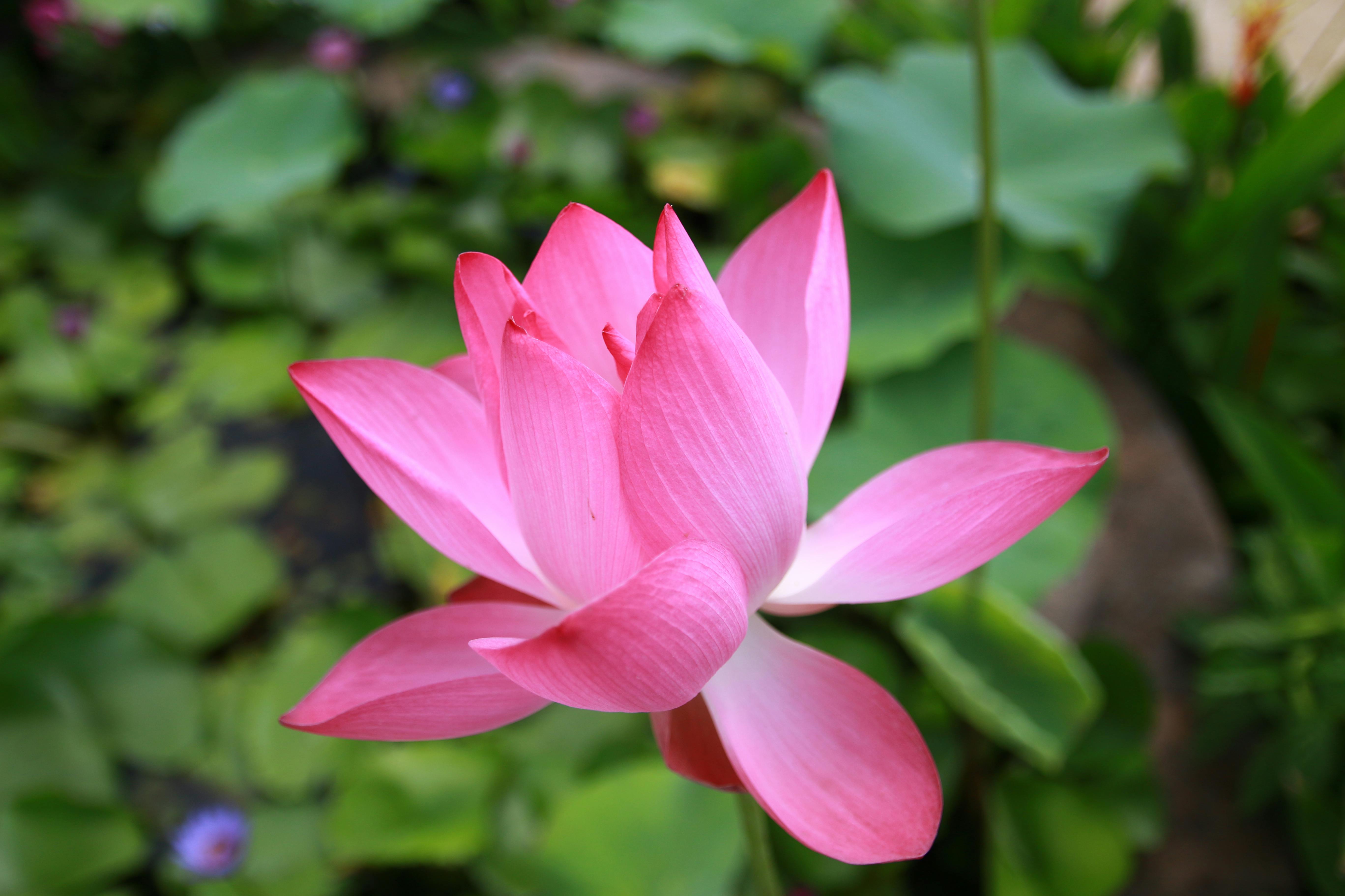 Free stock photo of lotus