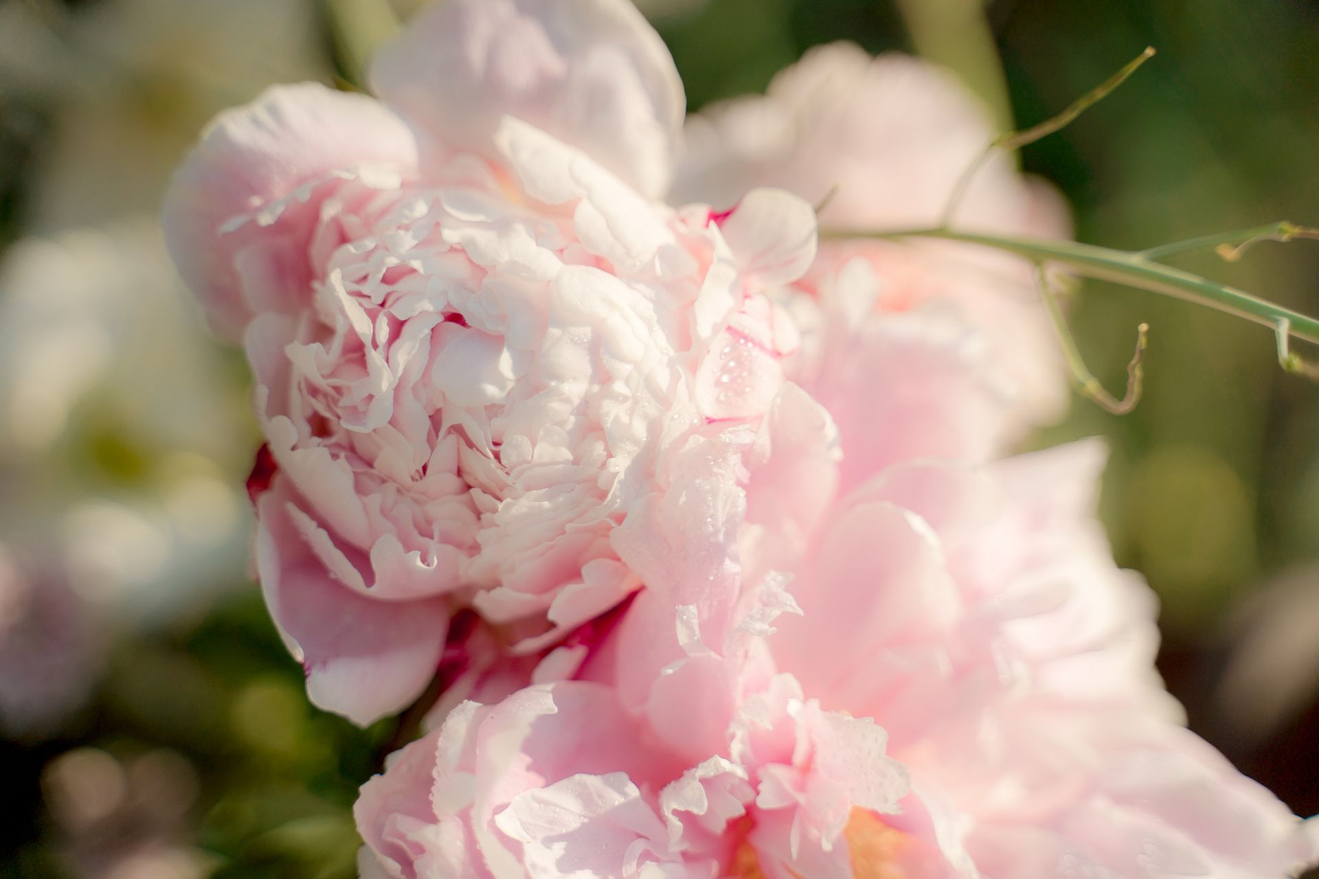 Close-up View of Peonies