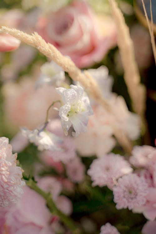 Close up of Delicate White and Pink Flowers 