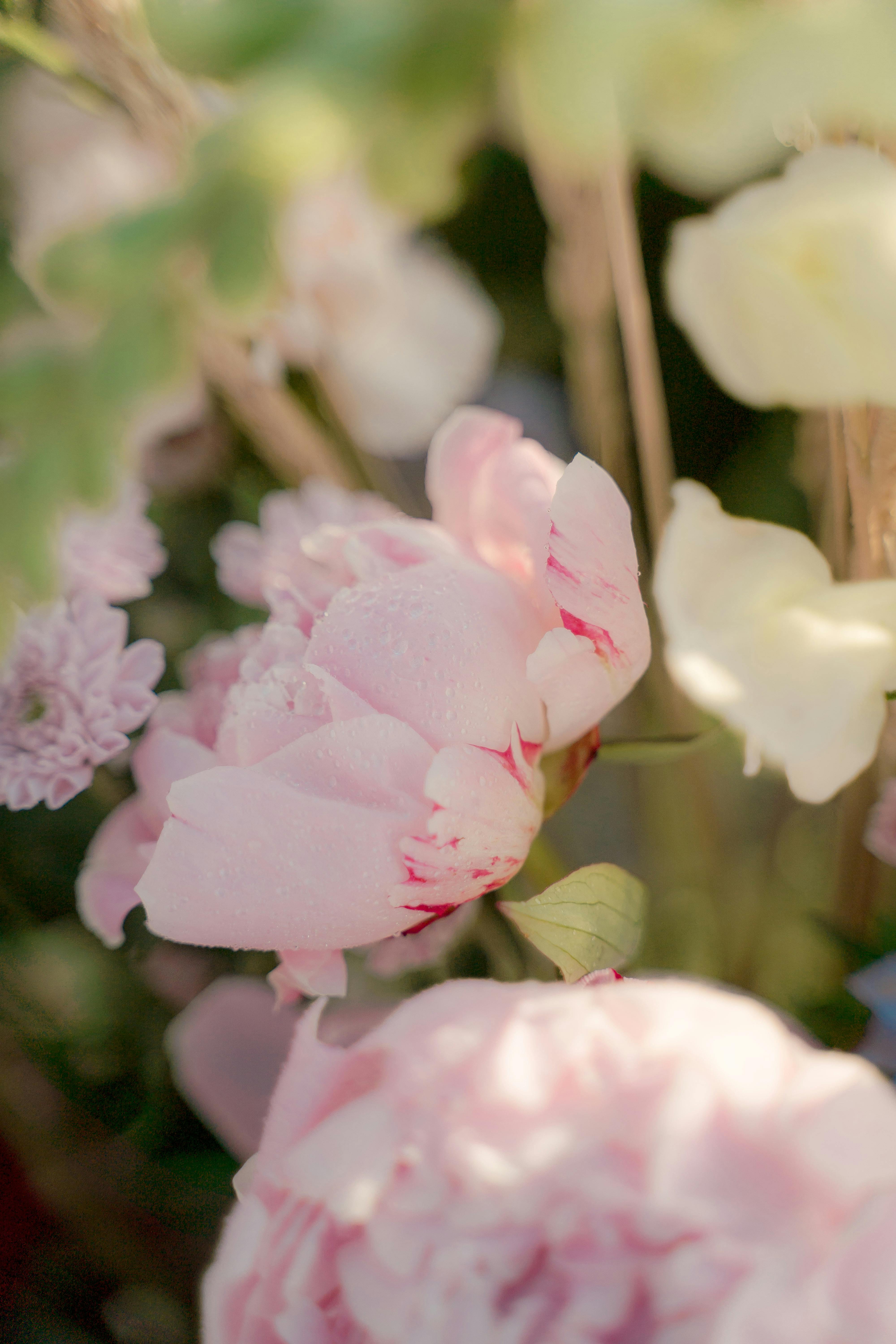 Delicate pink peonies with fresh dew drops in a sunlit garden setting, capturing nature's beauty up close.