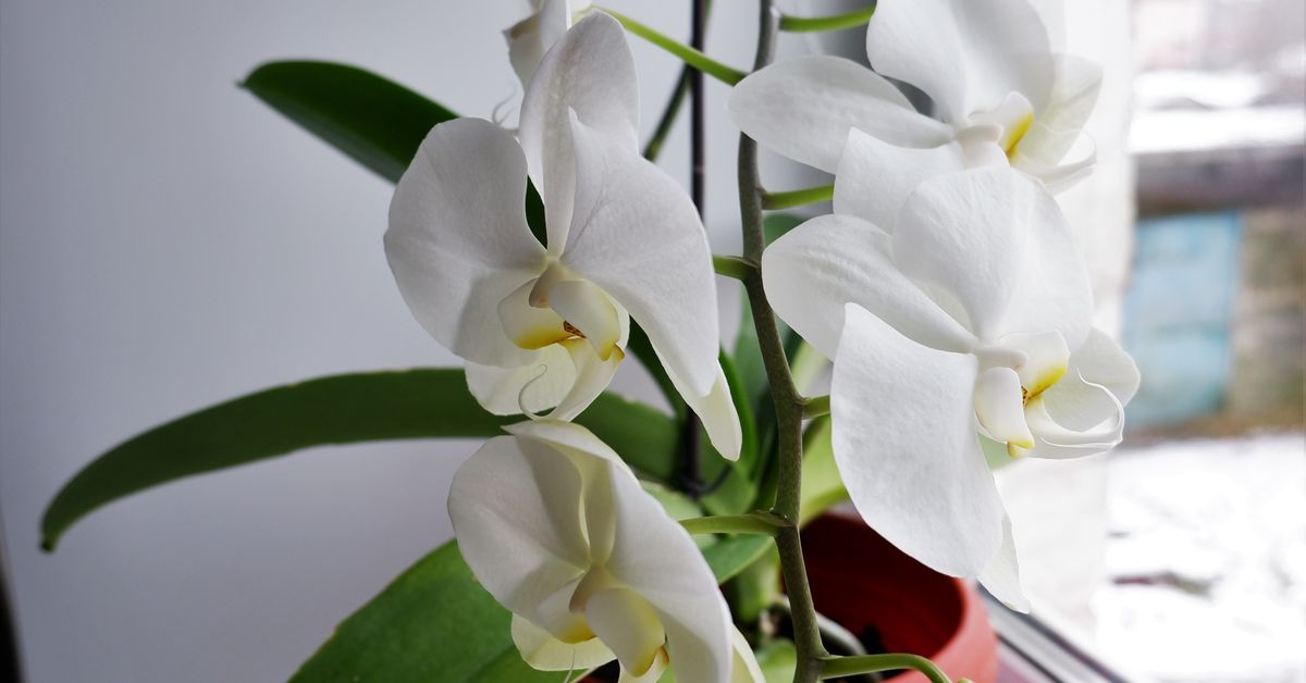 Como Cuidar de Orquídea: Rega, Luz, Adubo e Floração Como cuidar de orquídea: orquídeas brancas floridas no parapeito da janela com luz natural