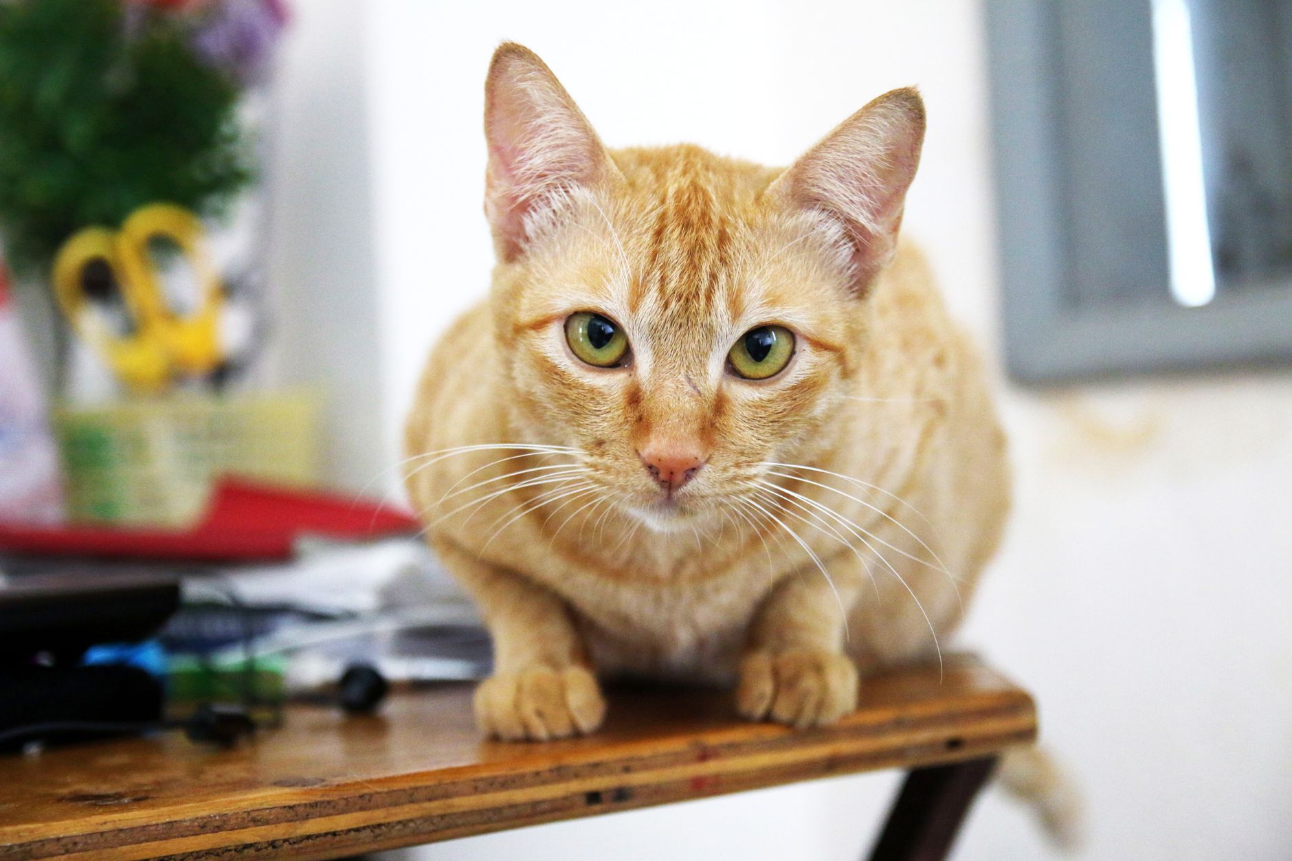 Healthcare and wellness consultation for a cat