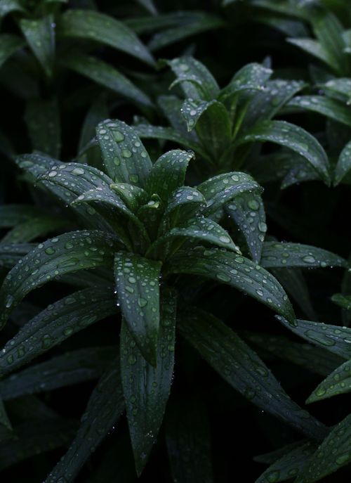 Free A detailed view of green leaves with water droplets, showcasing natural freshness. Stock Photo