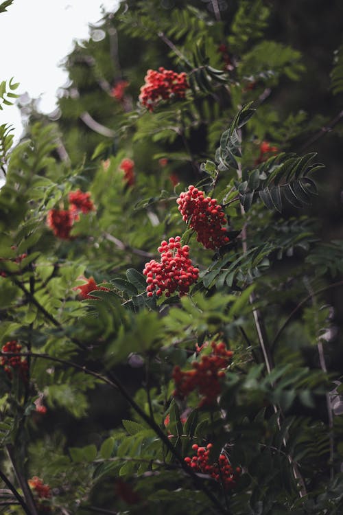 Free Photograph of Red Rowanberries Near Green Leaves Stock Photo