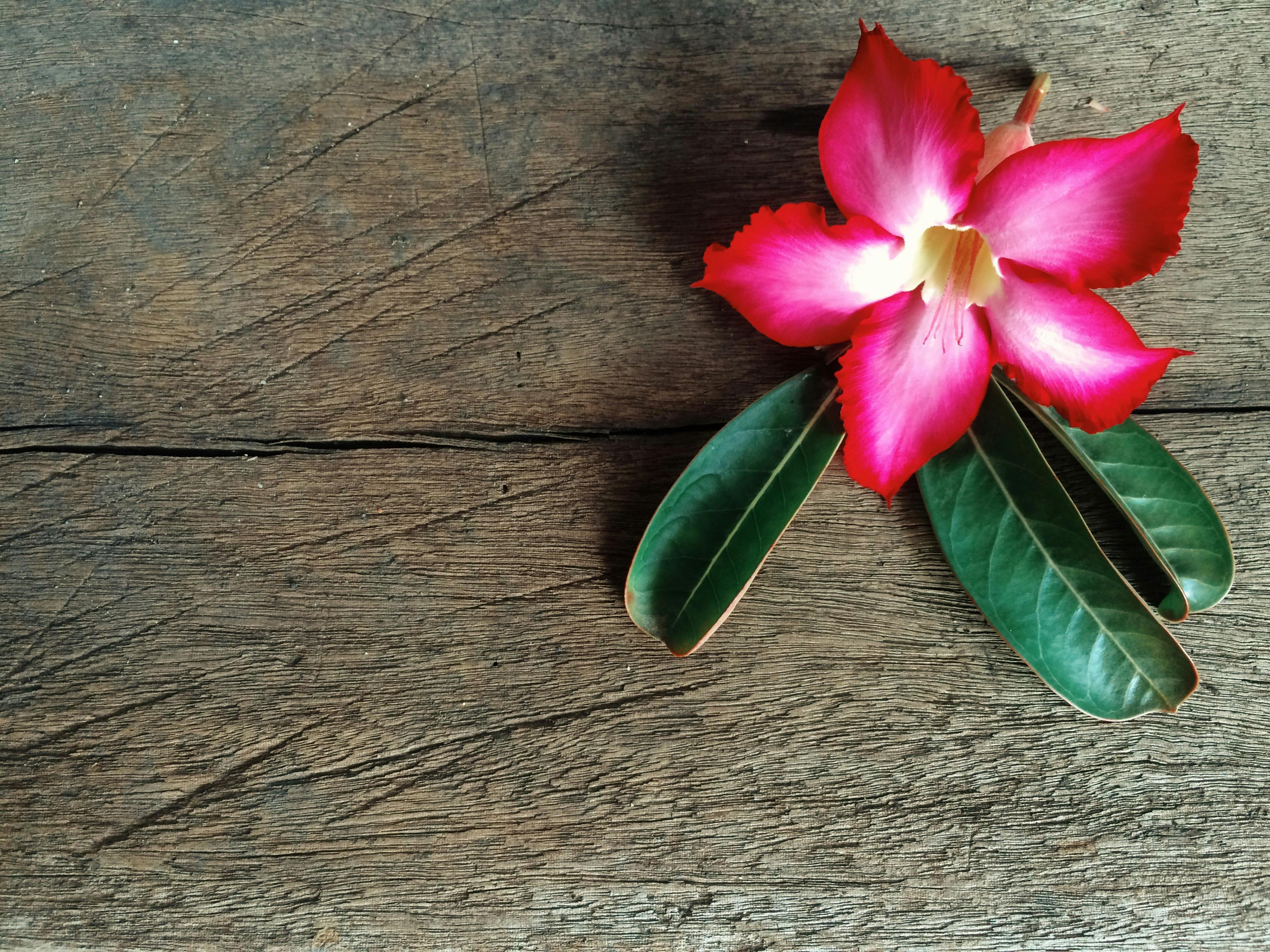 Free stock photo of Desert Rose, flower, flowers