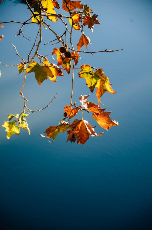 Gratis Immagine gratuita di acero, autunno, cadere Foto a disposizione