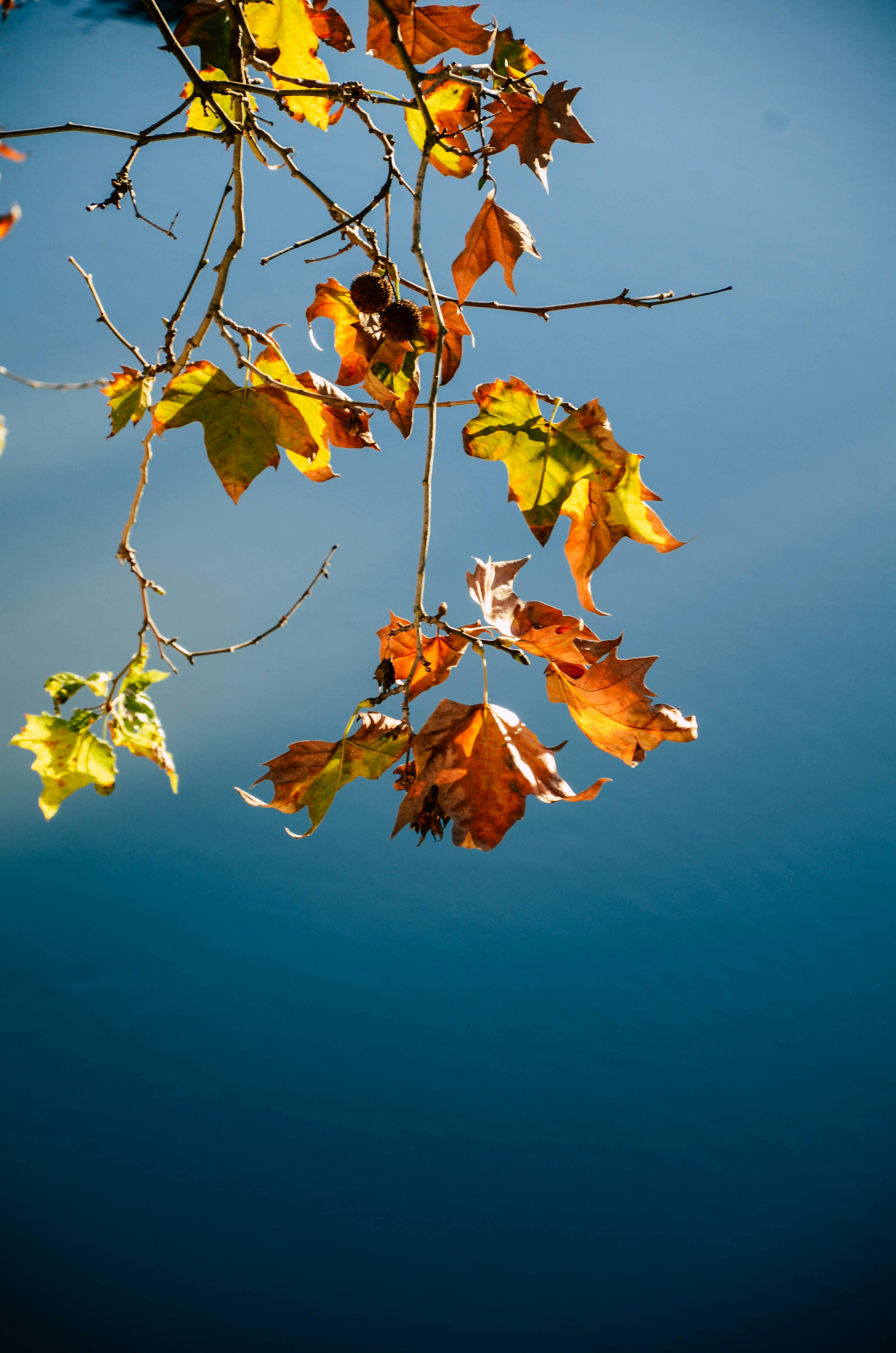 Three Maple Leaves On Window · Free Stock Photo