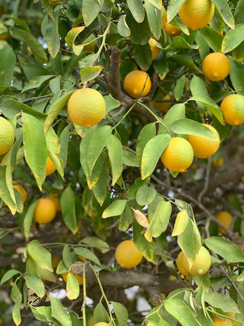 Fotos de stock gratuitas de amarillo, árbol de cítricos, cítricos