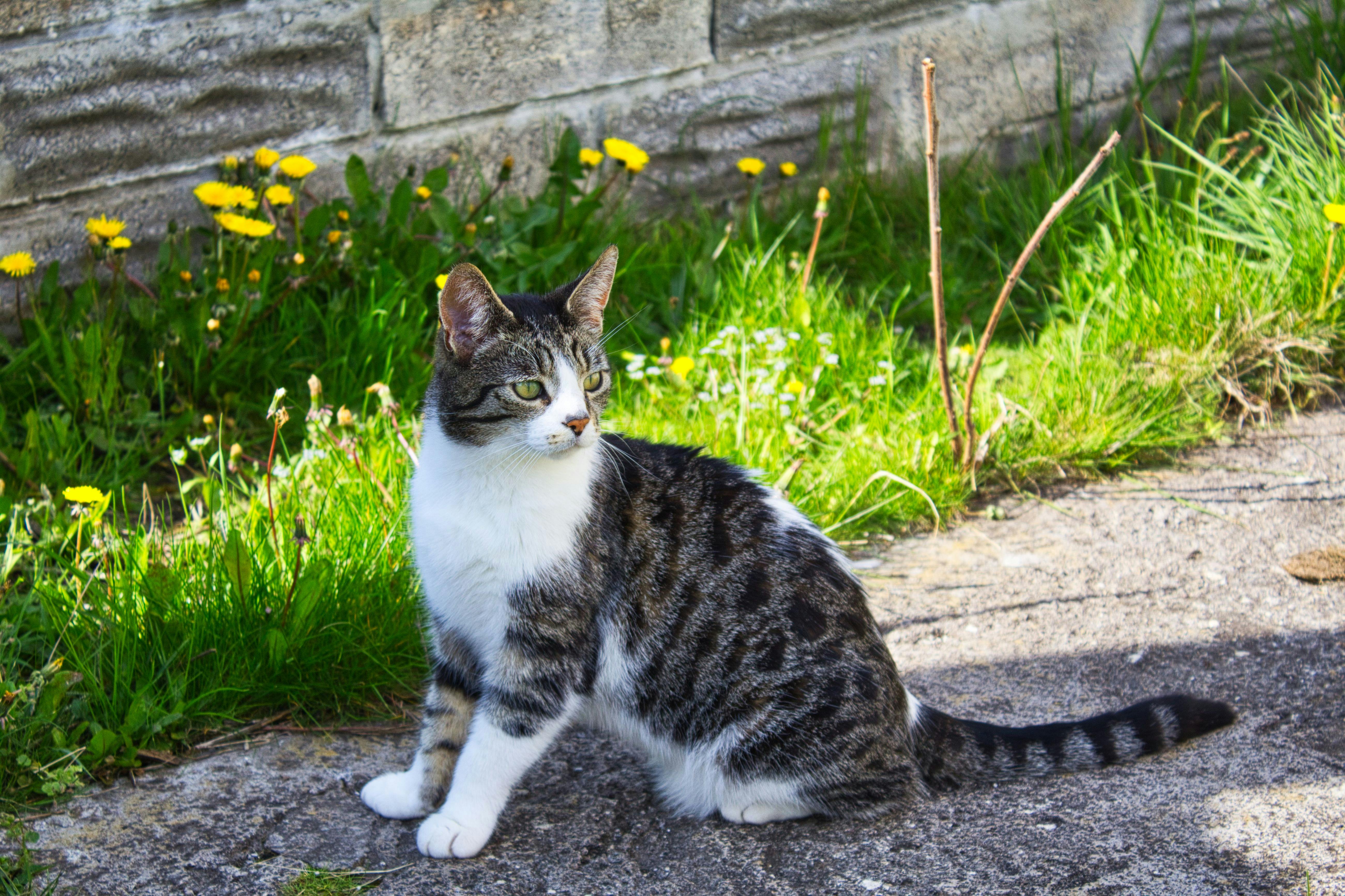 かわいい猫 ネコ ぶち猫の無料の写真素材