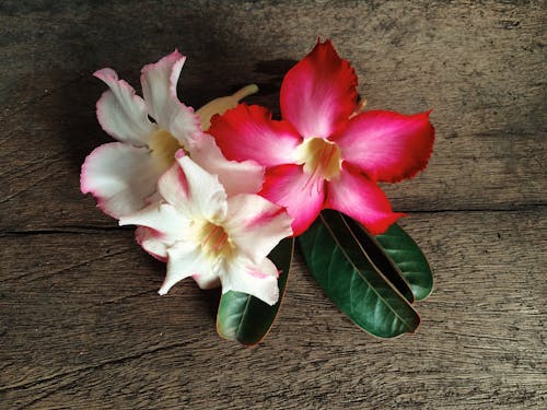 Fotos de stock gratuitas de flor, flores, rosa del desierto