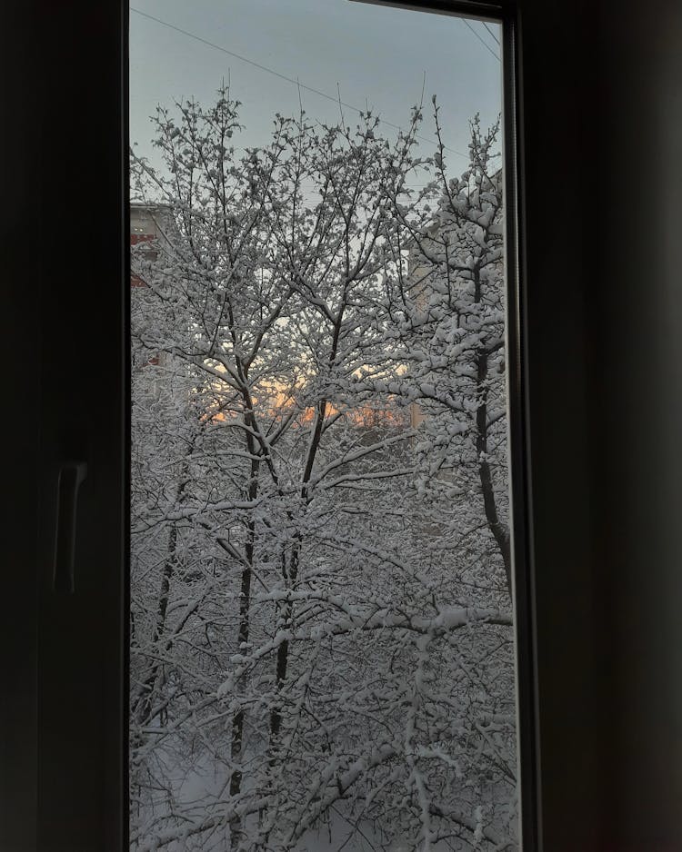 A View Of Snow Covered Trees From A Glass Window