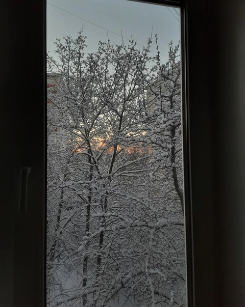 Free A serene winter scene of snow-covered trees viewed through a window at sunset. Stock Photo