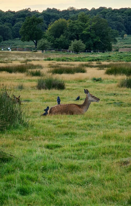 Photo of a Deer and Birds on a Grass Field