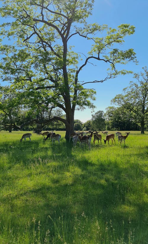 A Deer Herd Near a Tree