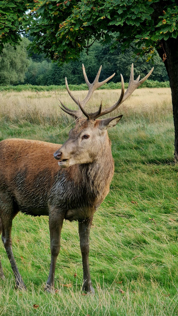 Deer On Green Grass Field Near Tree