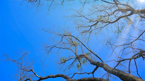 Kostenloses Stock Foto zu äste, baum, blau