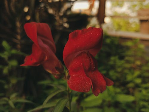 Immagine gratuita di fiore, fotografia, rosso