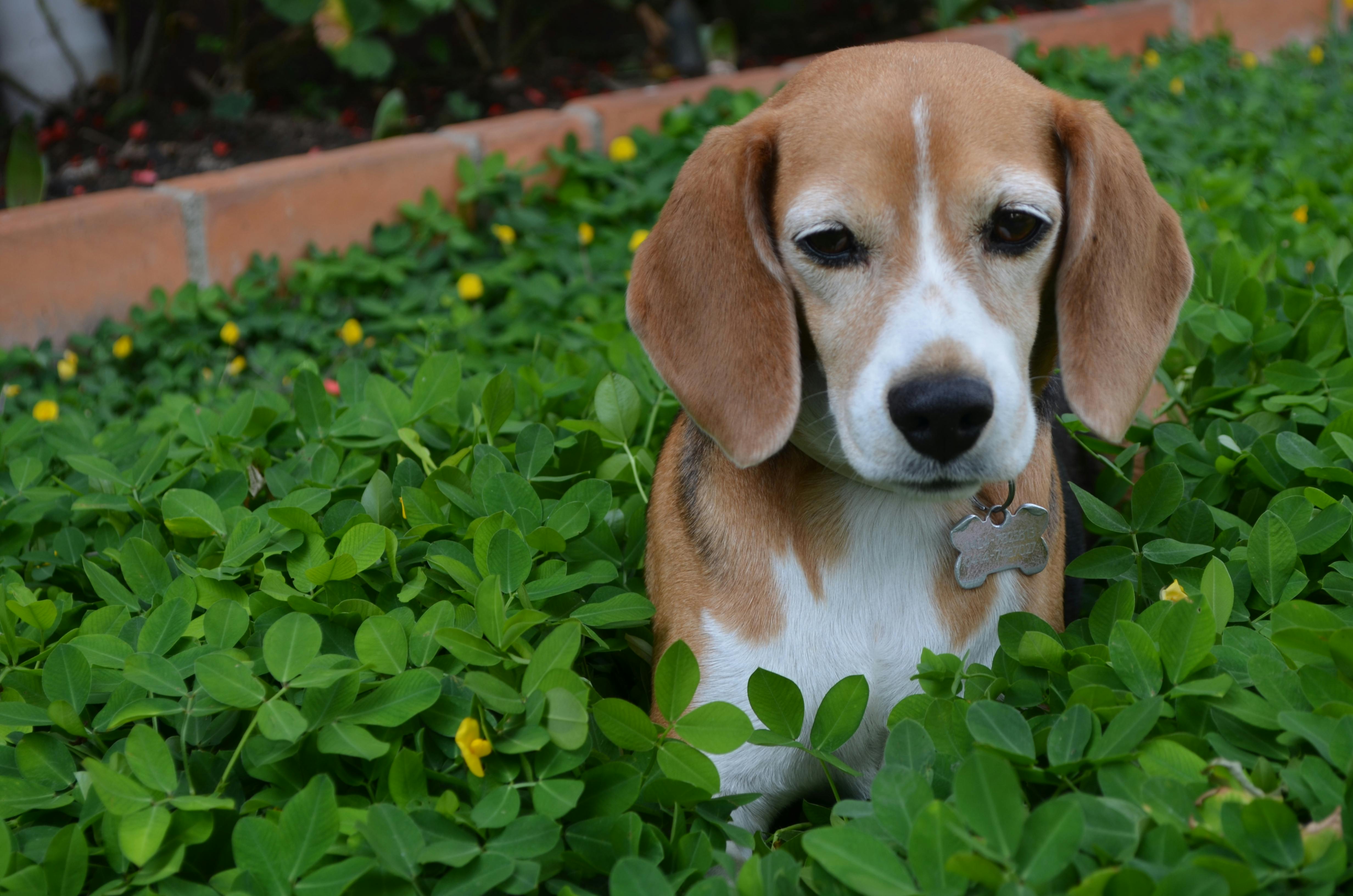 Foto Stok Gratis Tentang Anjing Anjing Beagle Bayi Anjing