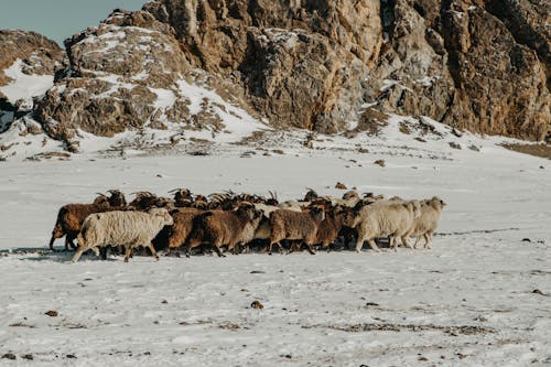 Herd of Sheep on Snow Covered Ground