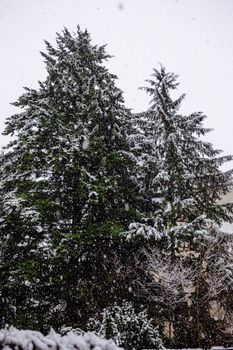 Captivating winter snowfall on pine trees in Whistler, BC, Canada.