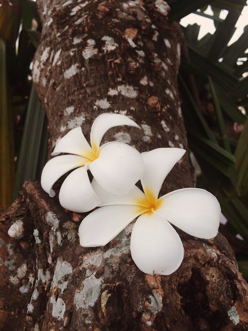 Безкоштовне стокове фото на тему «Біла квітка, дерево, квіти»