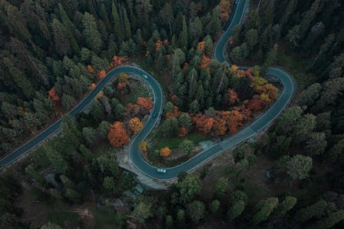 Aerial Shot of a Road with Cars Between Trees