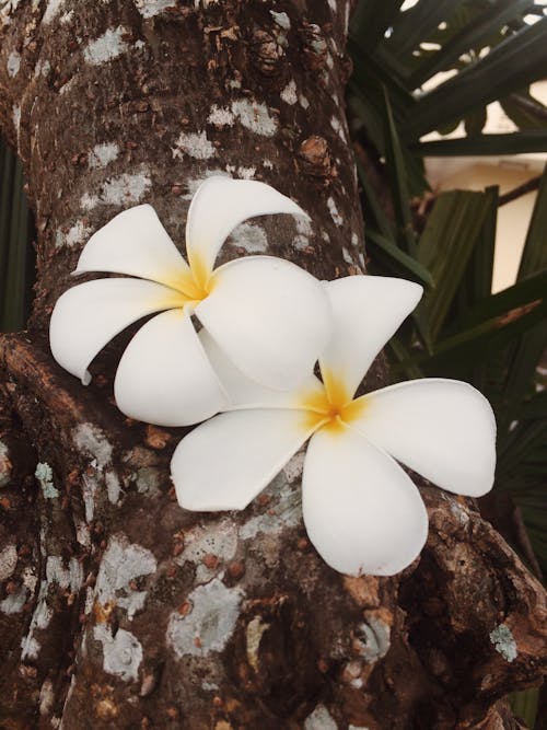 ağaç, ağaç gövdesi, Beyaz çiçek içeren Ücretsiz stok fotoğraf