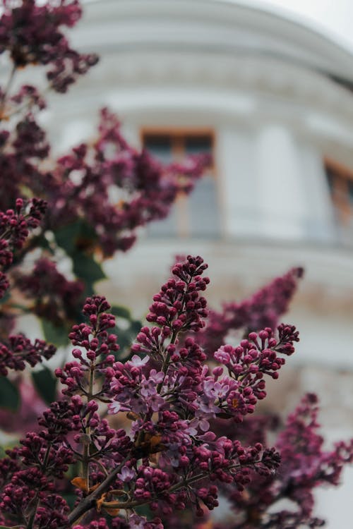 Foto d'estoc gratuïta de brots, creixement, florint