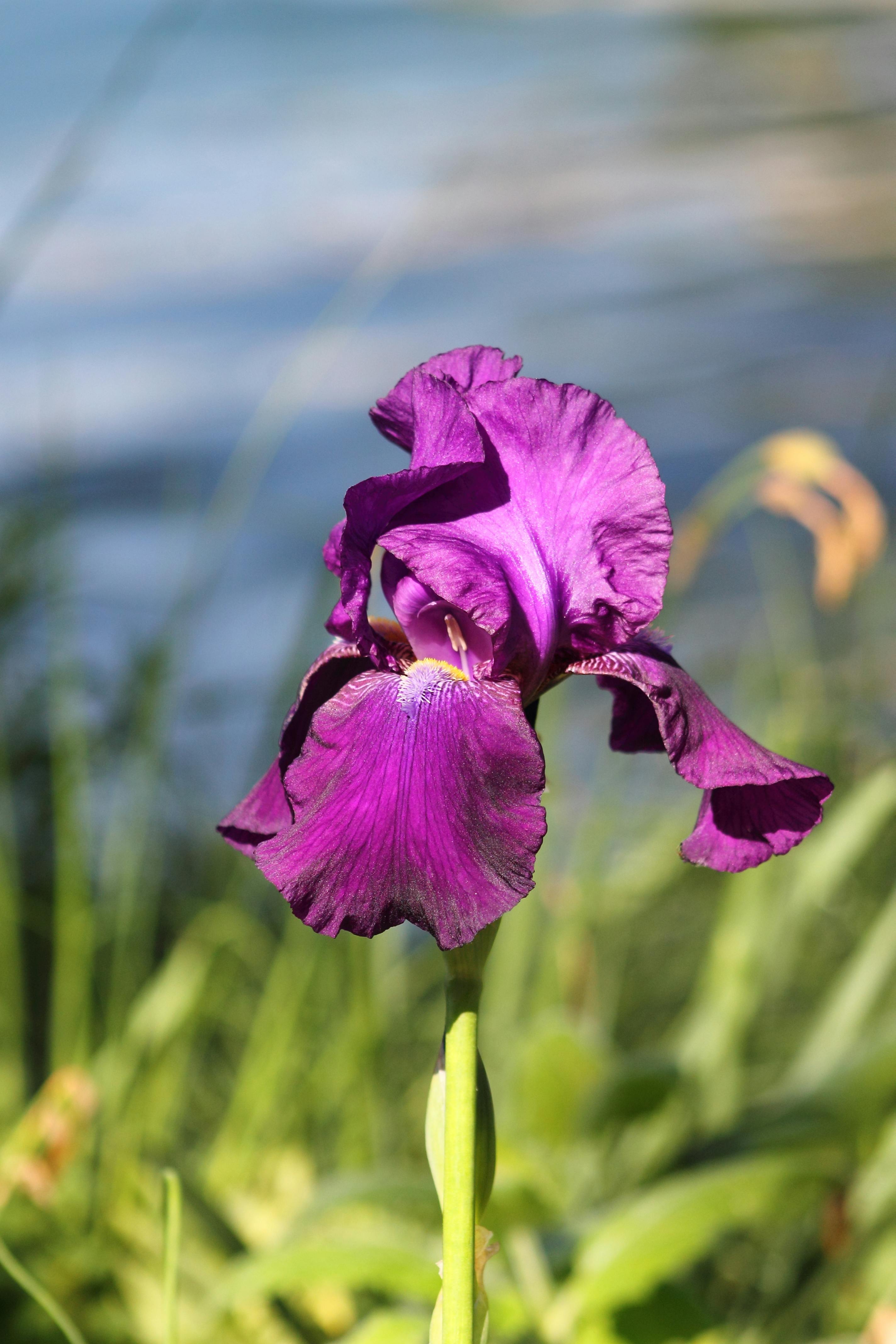[ColoSach]-close-up-photo-of-a-vibrant-purple-iris-in-a-lush-outdoor-garden-during-daylight.