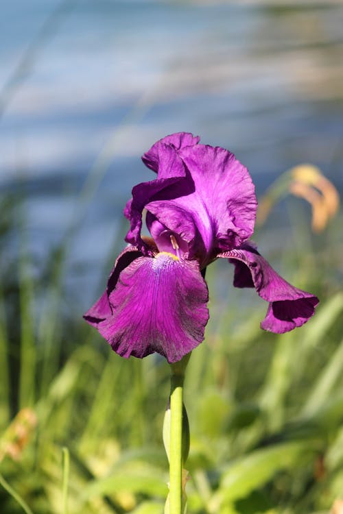 Purple Flower on Field