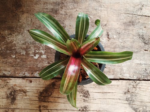 bitki, bromeliad içeren Ücretsiz stok fotoğraf