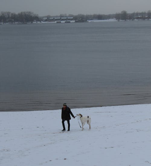 Free Man in Black Jacket and Black Pants Walking With White Dog on Snow Covered Ground Stock Photo