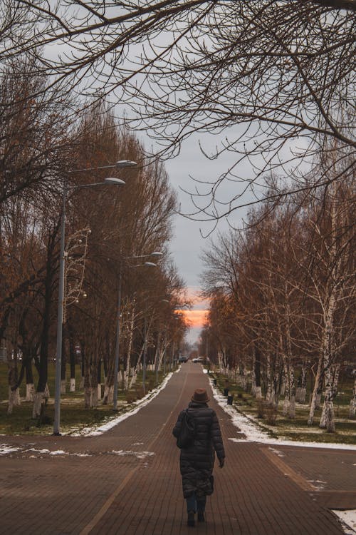 걷고 있는, 겨울, 공원의 무료 스톡 사진