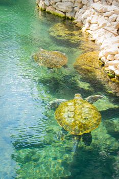 Two sea turtles gracefully swimming in crystal clear waters alongside rocky coast in Mexico.