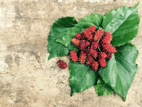 Fruto Rojo Y Hoja Verde