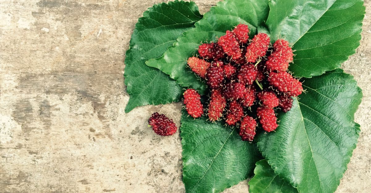 Red mulberries on vibrant green leaves against a rustic background. - Evidence evidence guide for mulberry blood glucose randomized trial