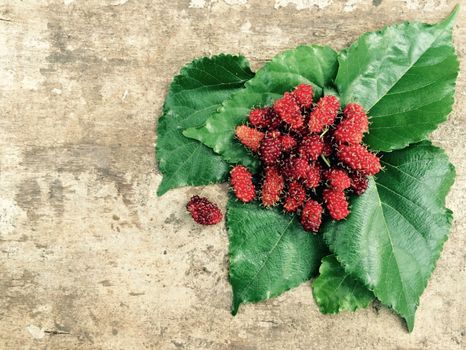 mulberry tree leaves