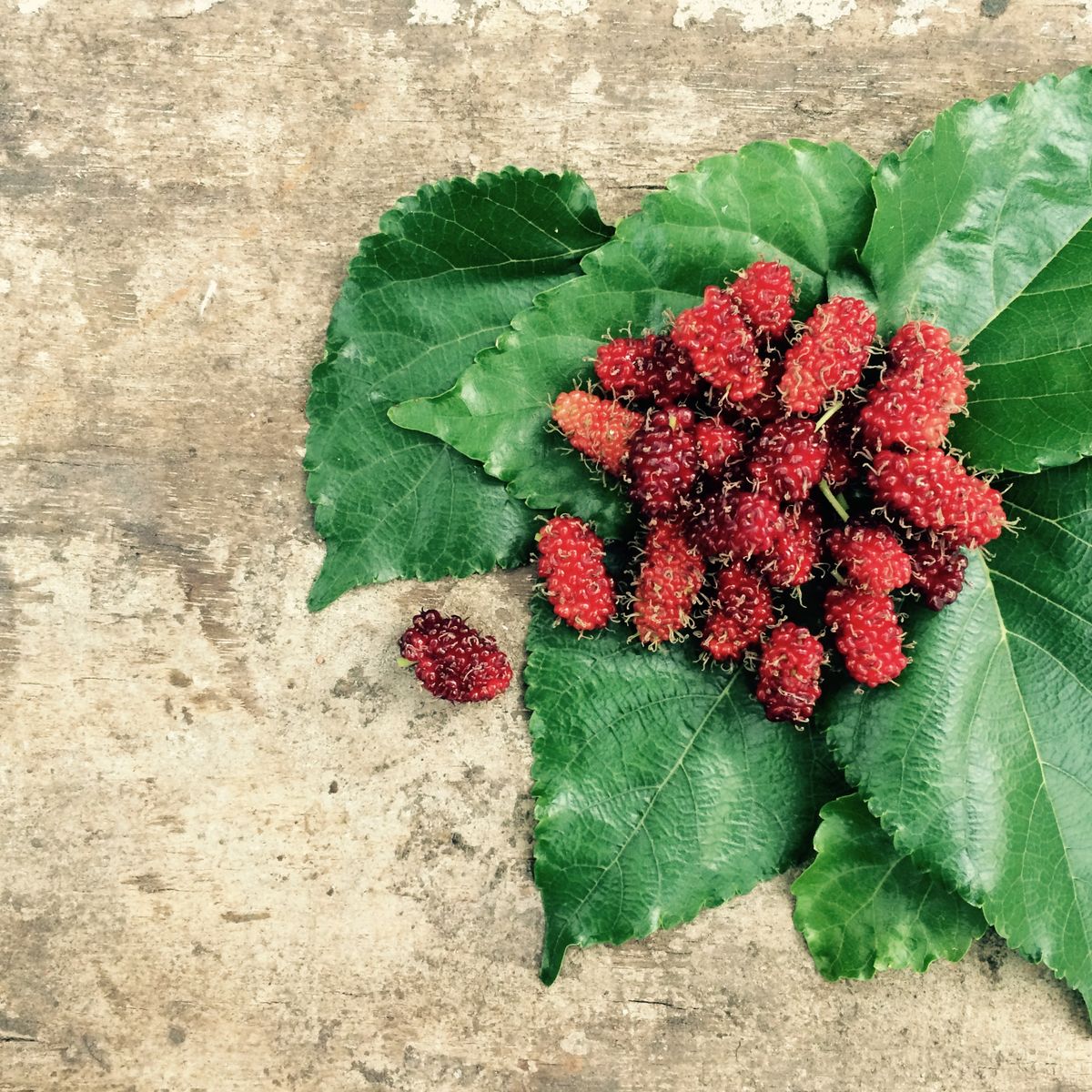 Mulberry fruit