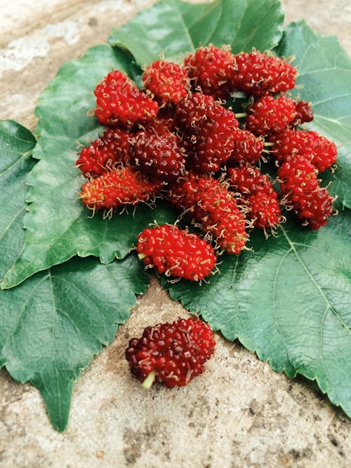 Free stock photo of fruit, mulberries, mulberry