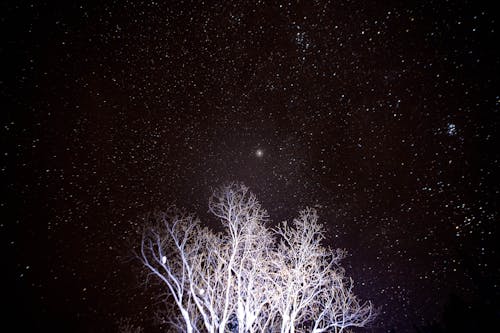 Photos gratuites de arbres nus, ciel de nuit, ciel étoilé