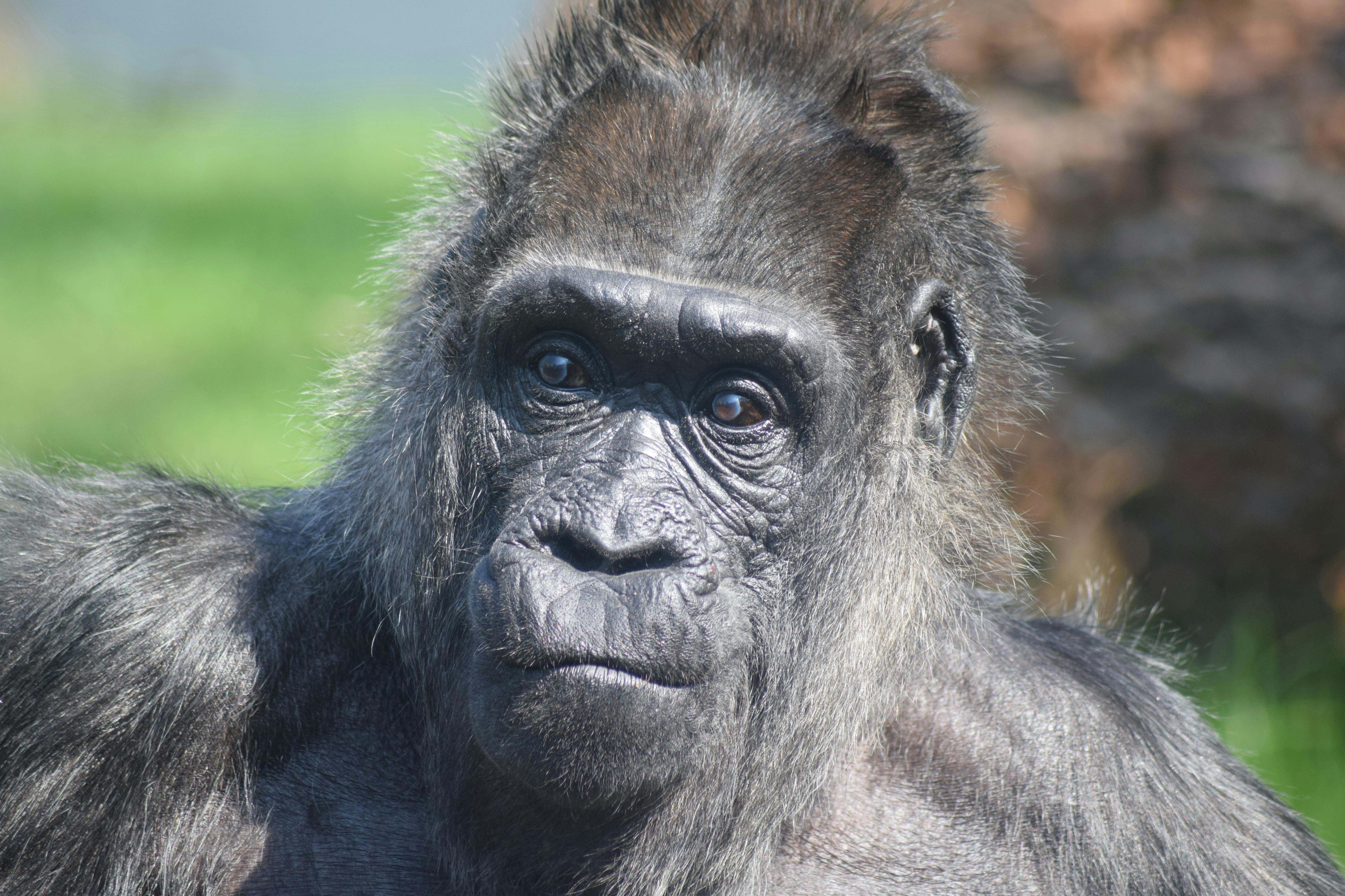 ゴリラ 動物 動物の写真の無料の写真素材