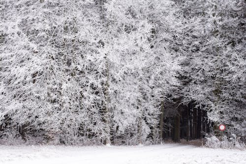 Fotos de stock gratuitas de bosque, castillos, invierno