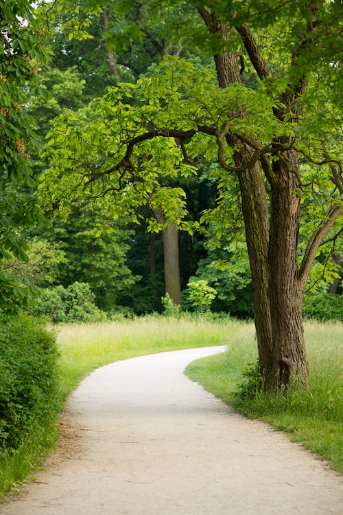 A Pathway Near Green Trees