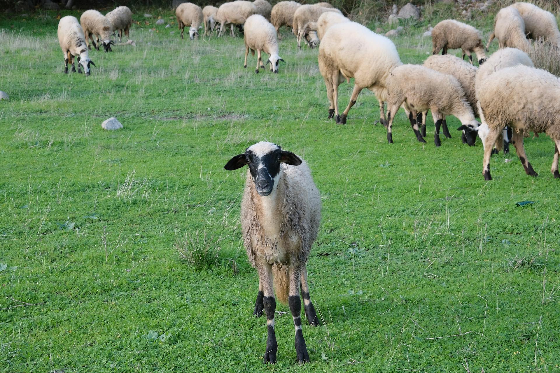 Group of sheep grazing in a green pasture, showcasing rural farm life.