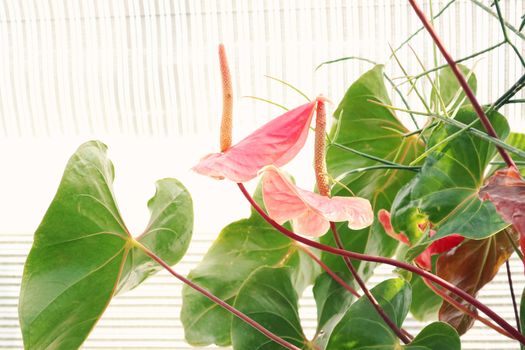 Pink laceleaf flowers in sunlight