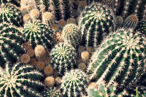 Gratis Lote De Cactus Verdes Foto de stock