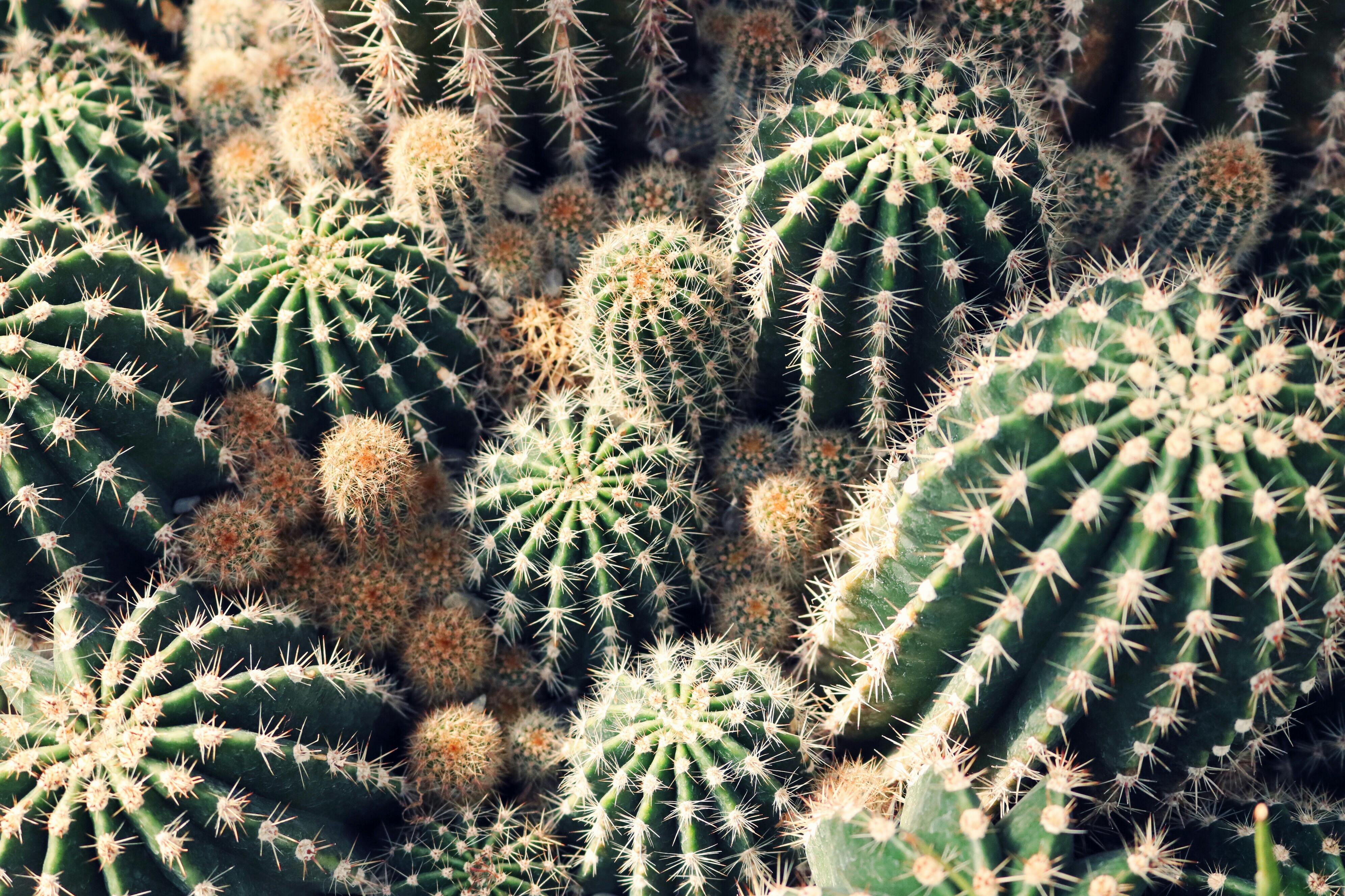 green-cactus-lot-free-stock-photo