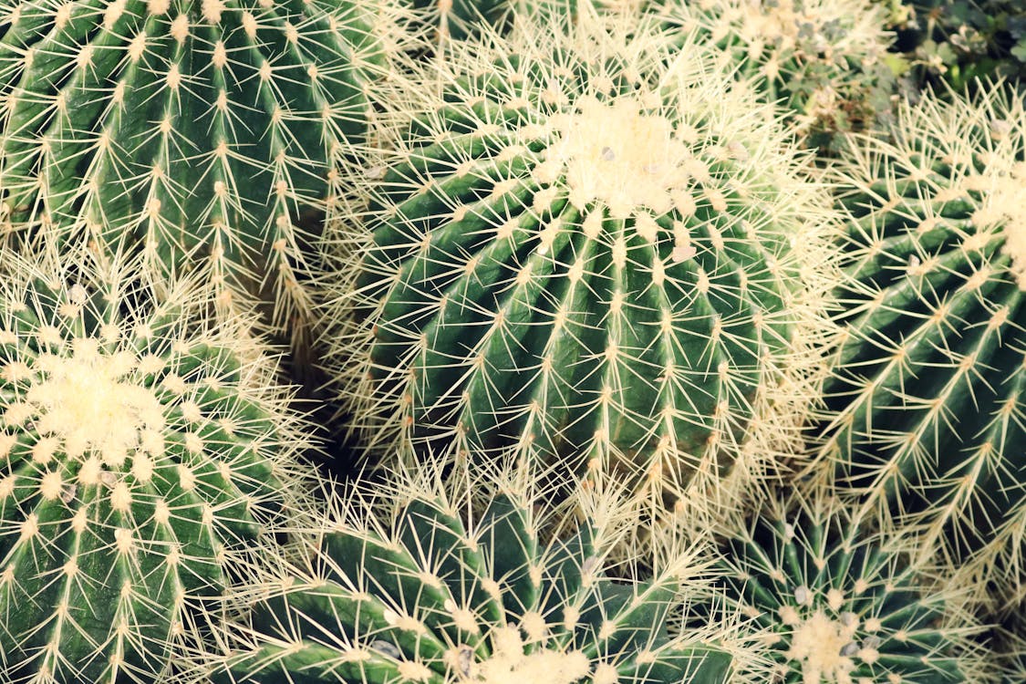 Foto En Primer Plano De Plantas De Cactus