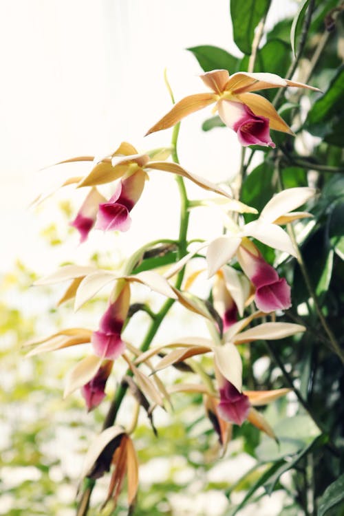 Yellow and Purple Petaled Flowers