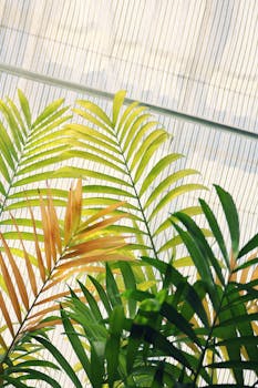 Close-up of vibrant green fan palm fronds basking in sunlight, creating a tropical ambiance.